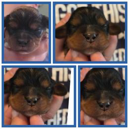 Link - Black and tan male Cavalier King Charles Spaniel puppy in Sparta, Georgia from Southern Edge Kennel
