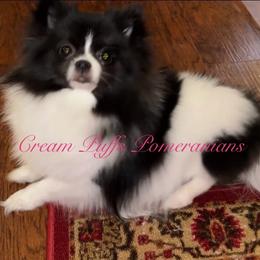 Kiki - Pomeranian