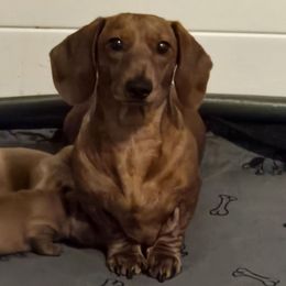 Daisy - Dachshund