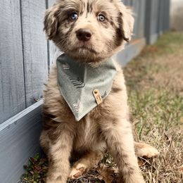 Assorted Doodle Crosses, Aussiedoodles, and Miniature Australian Shepherds from Aspen Mountain Doodles LLC