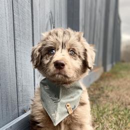 Assorted Doodle Crosses, Aussiedoodles, and Miniature Australian Shepherds from Aspen Mountain Doodles LLC