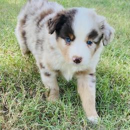 Miniature Australian Shepherd Puppies from Kuttin’ Up Mini Aussies