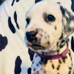 Meadow - White and black Dalmatian puppy in Rhinelander, Wisconsin from Moen Lake Dalmatians