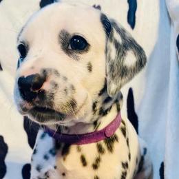Meadow - White and black Dalmatian puppy in Rhinelander, Wisconsin from Moen Lake Dalmatians