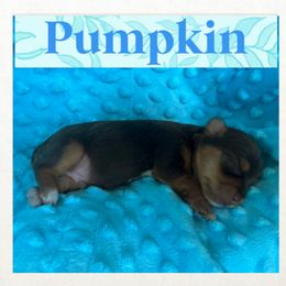 Yorkshire Terrier Puppies from Vanessa Alvarez