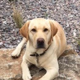 Banjo - Labrador Retriever
