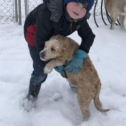 Goldendoodle All Grown Up from Blushing Doodles
