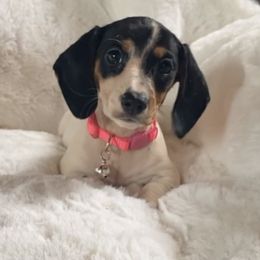 Dachshund Puppies from High Line Chihuahuas