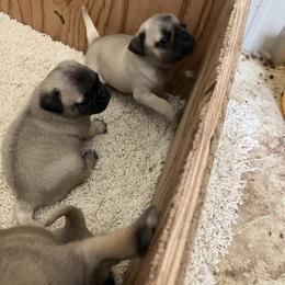 Girl2 - Fawn female Pug puppy in Brooksville, Florida from Windsorsprings