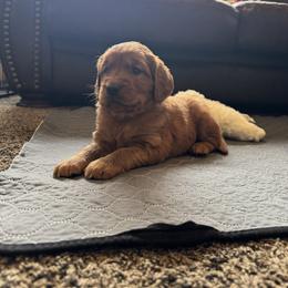 Cider - Dark golden female Golden Retriever puppy in Lebec, California from Socalretrievers