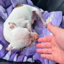 Blanco - Chihuahua