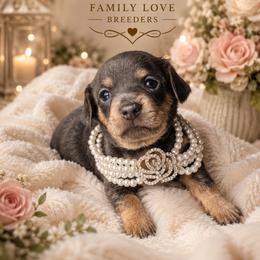 Blue Angel - Blue and cream female Dachshund puppy in Chino Valley, Arizona from Dachshund Family Love Breeders
