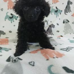 Mitchell - Black male Poodle puppy in Blanch, North Carolina from Faithful Hearts Kennel