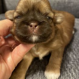 Shih Tzu Puppies from Pilgrim Shih tzu