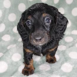 FAITH - BLACK and TAN - Black and tan female Dachshund puppy in Swink, Oklahoma from Palali Farm