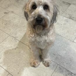 Ruby - Soft Coated Wheaten Terrier