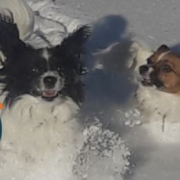 Papillons from Companion Dogs