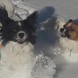 Papillons from Companion Dogs