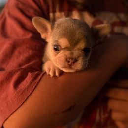 Lilac and tan female (white markings) - Tricolors female French Bulldog puppy in Gulf Breeze, Florida from SW Frenchies