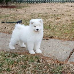 Samoyed Puppies from SnoDen Samoyeds
