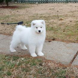 Samoyed Puppies from SnoDen Samoyeds