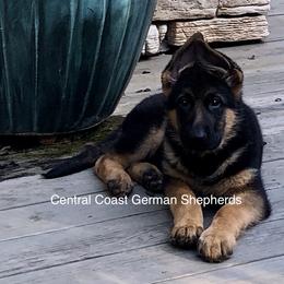 German Shepherd Puppies from Central Coast German Shepherds