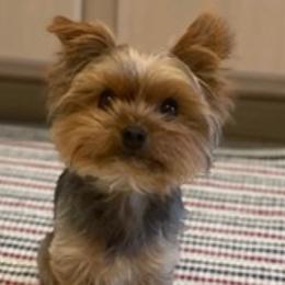 Django - Yorkshire Terrier