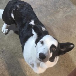 Yue - Cardigan Welsh Corgi