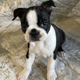 Jefferson - Black and white male Boston Terrier puppy in Lake City, Florida from RuckerRun Boston Terriers