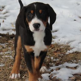 Greater Swiss Mountain Dog and Nederlandse Kooikerhondje Puppies from Ambermoon Kooikerhondje Blackamber Greater Swiss Mountain Dogs