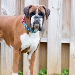 Nash - Boxer