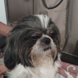 Creed - Brindle male Shih Tzu puppy in Doña Ana County, New Mexico from White Sands Shih Tzu's