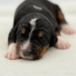 Cubby - Tri-color male Bernedoodle puppy in Bellville, Ohio from Bernedoodle Buddies