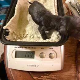 Blackout - Black male Dachshund puppy in Irving, Texas from DFW Dachshunds by G & S