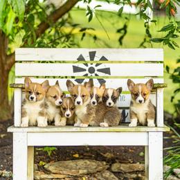 Pembroke Welsh Corgi puppies from Corgi Companions