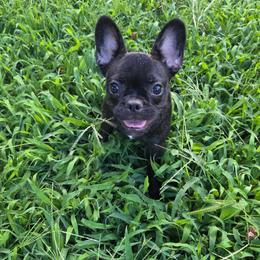 Cindy - Brindle female French Bulldog puppy in Capitol Heights, Maryland from Heritage Bully Co.