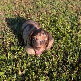 Tessa - Dapple female Dachshund puppy in Lyles, Tennessee from Knox Ridge Dachshunds