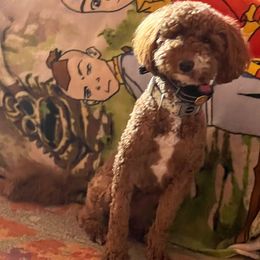 Molly - Goldendoodle