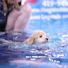 Poodle Puppies from Pawsable Prospects