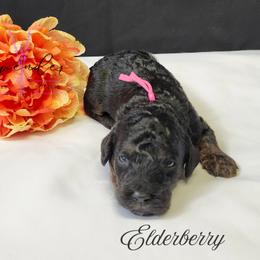 Elderberry - Black and tan female Cockapoo puppy in Mancelona, Michigan from Lavender poodles & doodles