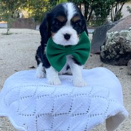 Gus - Tri-color male Cavalier King Charles Spaniel puppy in Shingle Springs, California from California Spaniels