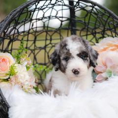 Bordoodle Puppies from 2J 2K Bordoodles