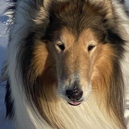Nova - Collie