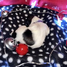 Shih Tzu Puppies from D’s Shih Tzu