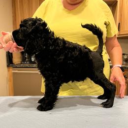 Lotus - Black and white male Portuguese Water Dog puppy in Mc Henry, Illinois from Pastor dePeixes