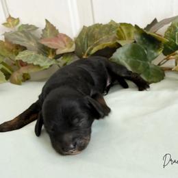 Draco - Black and tan male Cavapoo puppy in Wamego, Kansas from Doodles of Oz