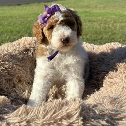 Purple girl - Parti female Goldendoodle puppy in Waskom, Texas from Pearls & Curls doodles & poodles