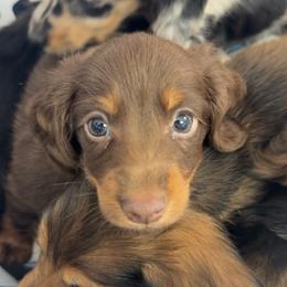 Daisy - Chocolate and cream female Dachshund puppy in Boyd, Texas from R&R Animal Farm