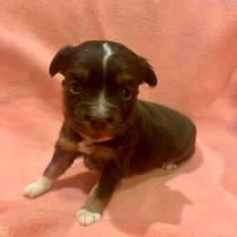 Violet - Red tri female Toy Australian Shepherd puppy in Miami, Oklahoma from HighEnd Aussies