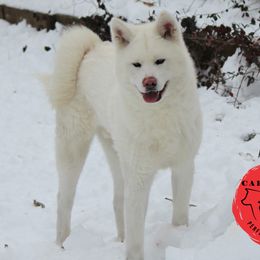 Gojo - Japanese Akitainu